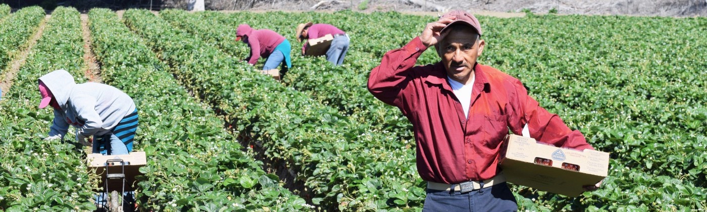 Strawberry workers in a field